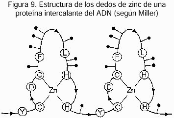Figura 9. Estructura de los dedos de zinc de una proteína intercalante del ADN (según Miller).