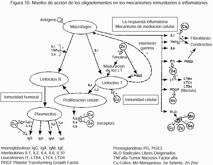 Figura 10. Niveles de accin de los oligoelementos en los mecanismos inmunitarios e inflamatorios.