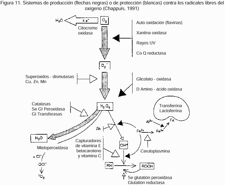 Figura 11. Sistemas de produccin (flechas negras) o de proteccin (blancas) contra los radicales libres del oxgeno (Chappuis, 1991).