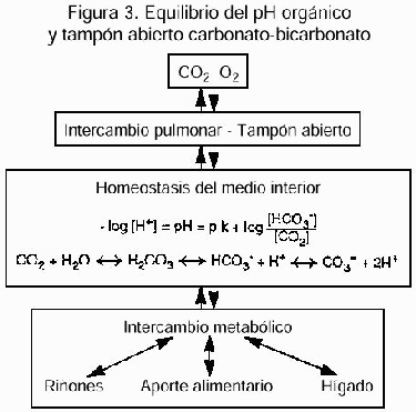 Figura 3. Equilibrio del pH orgánico y tampón abierto carbonato-bicarbonato.