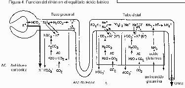 Figura 4. Función del riñón en el equilibrio ácido-básico.