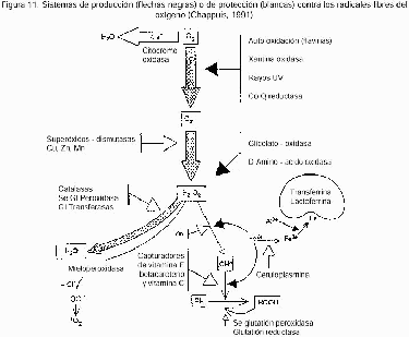 Figura 11. Sistemas de producción (flechas negras) o de protección (blancas) contra los radicales libres del oxígeno (Chappuis, 1991).