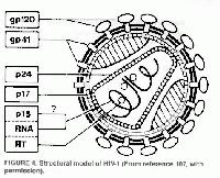 Esquema básico del retrovirus llamado VIH.